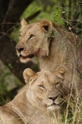 lions (4)